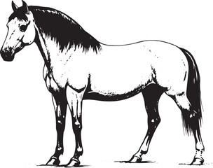standing horse drawing