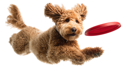 Playful poodle with joyful expression leaps into air, trying to catch red frisbee. dog fluffy fur and energetic pose capture excitement of outdoor playtime