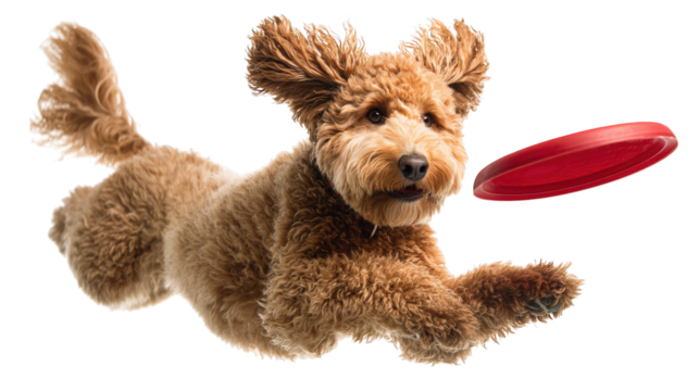 Playful poodle with joyful expression leaps into air, trying to catch red frisbee. dog fluffy fur and energetic pose capture excitement of outdoor playtime