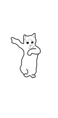 cat dance joy