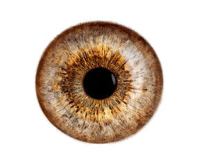 Detailed close up of brown eye showcasing intricate patterns and textures, emphasizing unique beauty of iris and pupil. image captures natural colors and features, evoking sense of wonder