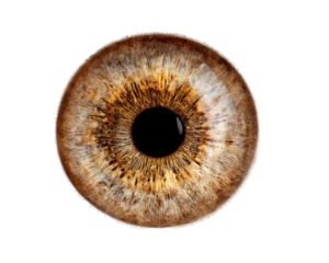 Detailed close up of brown eye showcasing intricate patterns and textures, emphasizing unique beauty of iris and pupil. image captures natural colors and features, evoking sense of wonder