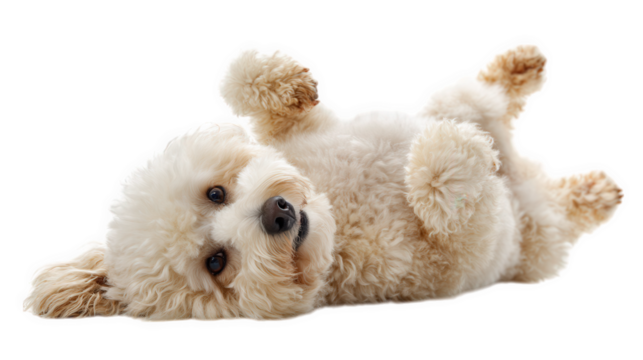 Fluffy Poodle rolling on its back with paws in air, exuding playful and joyful demeanor. This adorable dog captures essence of fun and relaxation