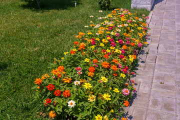 A row of flowers with yellow, pink, and orange petals