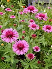 Obraz premium Pink cockscomb flowers in the garden