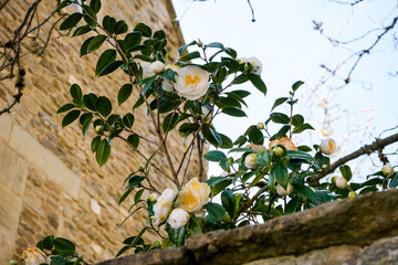 Spring is coming blossoming gardenia tree. Beautiful white white flowers, blooming tree or bush in...