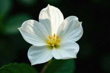 Fototapeta premium Close-up of pristine white flower on stark background, serene, botanical