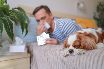 Dog is sleeping and in the background man is suffering from allergy to pet hair and is using...