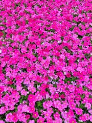Field of blooming pink petunias in production nursery ready for garden sales