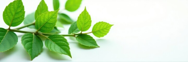 Obraz premium Leafy branches with intricate veins on a stark white surface, plant life, greenery