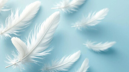 White feathers on blue background. 