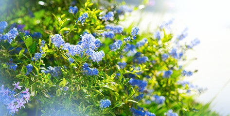 Ceanothus Shrub blooming in summer garden, close up. California lilac flowers. Ceanothus in garden design, blue flowers, macro shot. 

