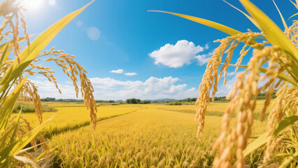 golden wheat field and sky