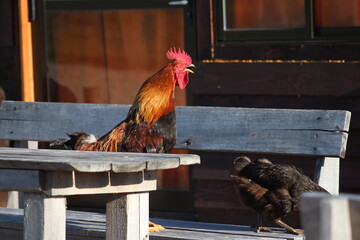 galo em cima de mesa de madeira 