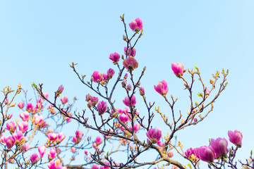 Delicate Pink Magnolia Blossoms on a Spring Day in Bloom Against Blue Sky