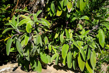 Sage plant