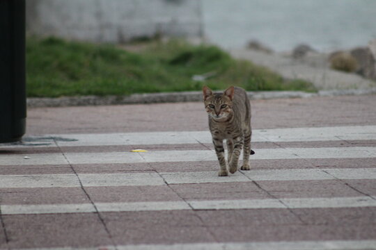 gato tigrado dom&eacute;stico andando em cal&ccedil;ada 