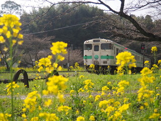 菜の花畑を走る列車