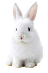 Isolated Young White Rabbit