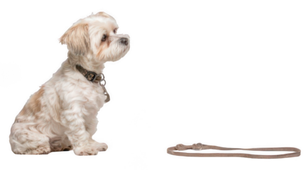 Realistic Obedience Training Session with Dog Isolated on White Transparent Background