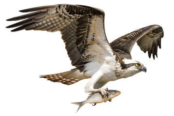 Obraz premium Impressive eagle with fish in talons on a clear isolated on white background PNG