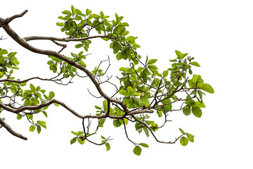 tree branch isolated on white background PNG