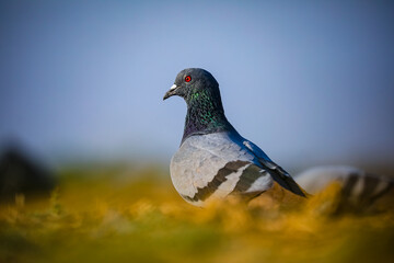 Close-up view of bird in the nature.