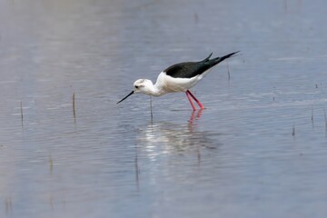Close-up of black winged stilt perching in lake, Parc Natural dels Aiguamolls de l'Empordà, Catalonia, Spain