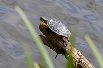 Red Eared Slider Turtle (Trachemys scripta elegans) sunbathing in Parc Natural dels Aiguamolls de l'Empordà, Catalonia, Spain