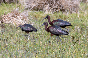 Glossy ibis (Plegadis falcinellus), Parc Natural dels Aiguamolls de l'Empordà, Catalonia, Spain