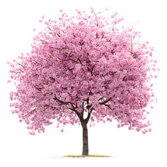 Obraz premium Beautiful Pink Cherry Blossom Tree Isolated on transparent Background
