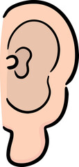 Illustration of ear
