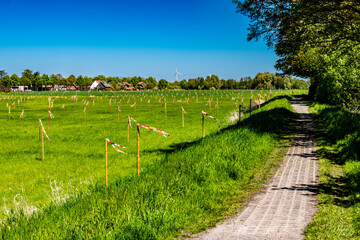 path in the park