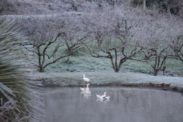 Obraz premium amanhecer com geada em bento gonçalves, rio grande do sul. foto tirada no roteiro Camminhos de Perda