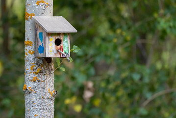 Nest box in the woods ready for new tenants