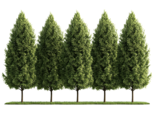 Lush greenery of coniferous trees in a landscaped garden setting, cut out