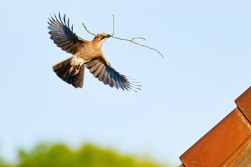 Eichelhäher mit Nistmaterial im Flug in der Abendsonne