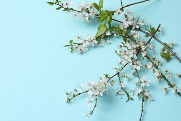 branch of cherry blossom