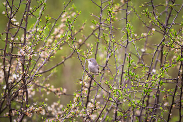 Common Whitethroat. A Small Migratory Bird in Its Natural Habitat