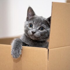 Playful Russian Blue Kitten in Box