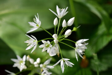 Biene auf einer Bärlauch-Blüte