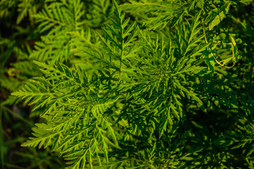 Lush greenery showcasing vivid textured leaves in sunlight, highlighting nature's perfect patterns and the beauty of natural foliage