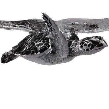 Elegant illustration of a sea turtle swimming underwater, a black and white image perfect for nature and wildlife publications.