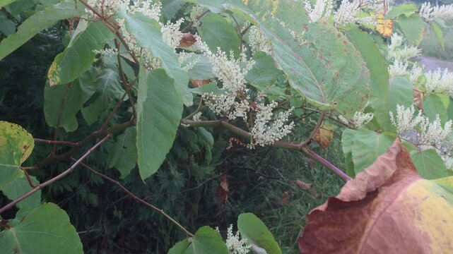 Forests of herbaceous plants. Sakhalin knotweed (Reynoutria sachalinГ&copy;nsis) on slopes of seaside hills. Height of grass is about 3 meters. Russian name is giant buckwheat. Blooming specimen