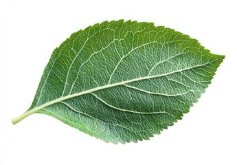 Single Green Leaf with Detailed Veins and Textures, Isolated on White Background for Nature and Botanical Themes