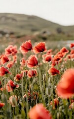 Vibrant Poppy field in full bloom against a soft hilly backdrop