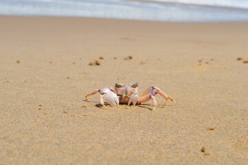 Crab on sandy beach 