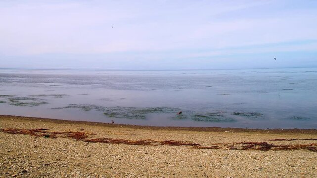 Jn the northern shore of the Sea of Japan in September. A pebble beach and algae accumulations in shallow water, calm