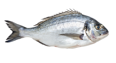 Transparent Background Sea Bream Isolated Fish Seafood Fresh Healthy