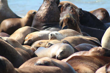 filhotes de leão marinho dormindo